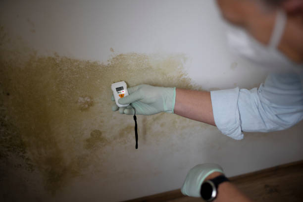 Best Post-Flood Mold Remediation in Rancho Santa Fe, CA