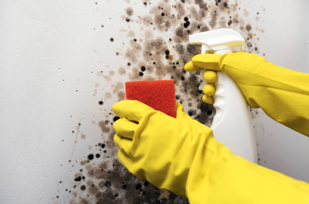 Best Emergency Mold Remediation in Rancho Santa Fe, CA