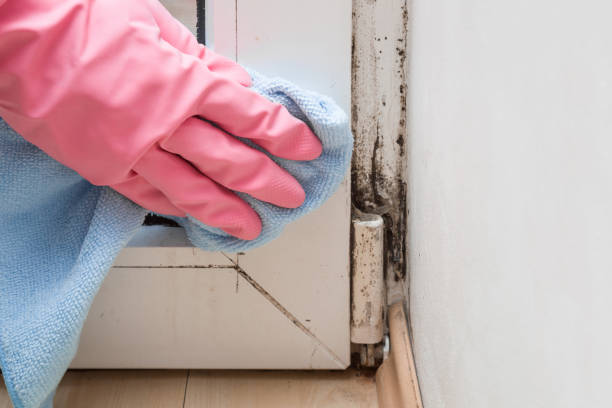 Best Attic Mold Remediation in Rancho Santa Fe, CA